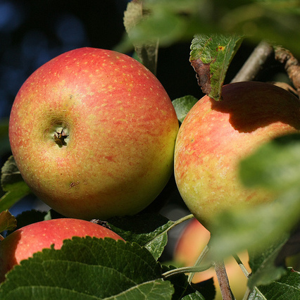 Äpfel am Baum